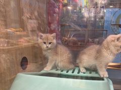 -BABIT巴比特宠物(MOMOPARK店)