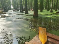 -渌洋湖湿地公园