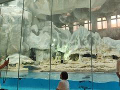 -帝企鹅自助餐厅•儿童岛•真企鹅(长隆企鹅酒店)