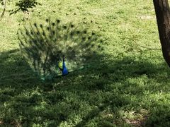 -北京麋鹿生态实验中心