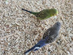 -怪兽屋·羊驼·猫咖·狗咖(俊华广场店)