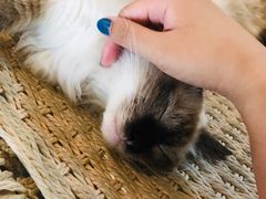 -喵屿·大理花园猫咖