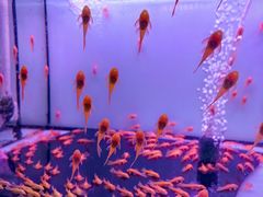 -中环花鸟鱼虫市场