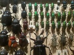 -墨尔本博物馆(Melbourne Museum)