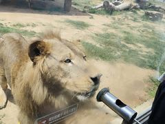 -西霞口神雕山野生动物世界