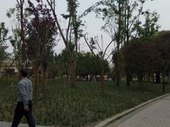 -神仙树公园