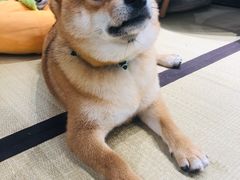 -逗柴咖啡屋·狗咖猫咖宠物桌游