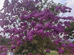 -中国科学院西双版纳热带植物园