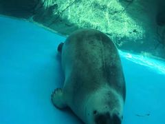 -海合安成都极地海洋公园