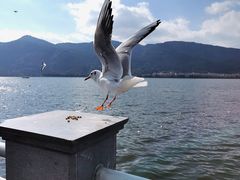 -海埂大坝