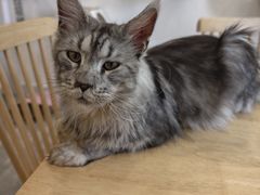 -楼上猫咖(罗湖店)