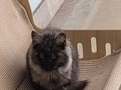-达爱动物医院·犬猫分区·CT·复杂眼科(远洋山水分院)