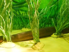 -上海海洋水族馆