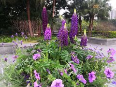 -深圳国际园林花卉博览园