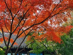 -金山农民画村-枫泾波兰倒置屋