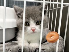 -翊宠yipet猫狗购宠庄园犬舍•猫舍