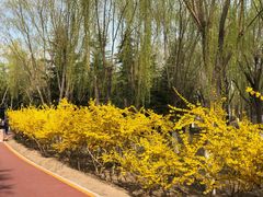 -大兴滨河森林公园