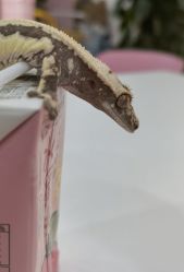 -Moni星球萌宠·小马宝莉·灵蛇·高端高阶全萌宠互动体验俱乐部(红豆国际广场店)