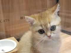 -袖虎·猫馆(体育西路店)