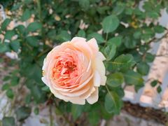 -鼎泰丰(德基广场店)