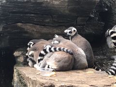 -秦皇岛野生动物园