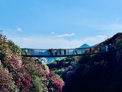 -贵州百里杜鹃风景名胜区