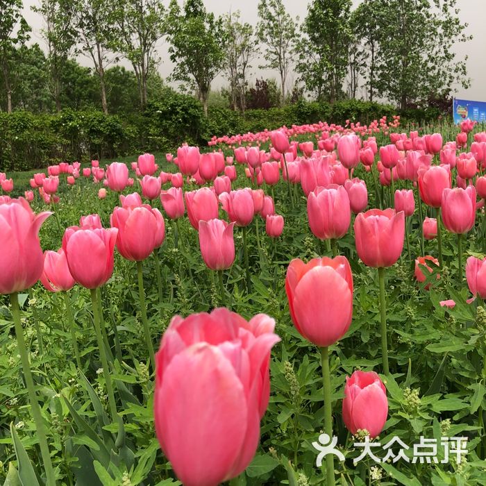 北京國際鮮花港圖片-北京其他景點-大眾點評網