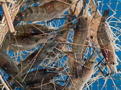 -SHRIMP CLUB万东餐饮钓虾·清吧