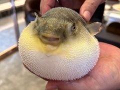 -肆月河豚·新淮扬(金融街店)