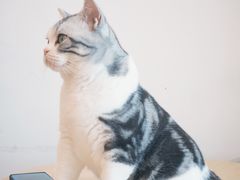 -有喵·猫咖·狗咖·40+猫狗有小奶狗(岗厦店)