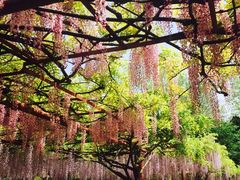 -嘉定紫藤园