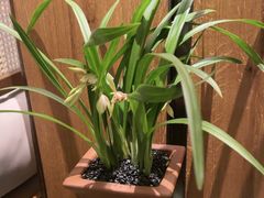 -南堂小馆·川菜馆(德商国际店)