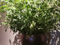 -山里亲戚(淞虹路店)