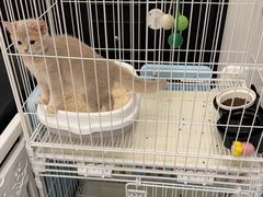 -翊宠yipet猫狗购宠庄园犬舍•猫舍