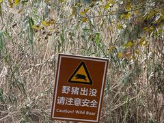 -合肥滨湖国家森林公园