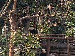 -成都大熊猫繁育研究基地