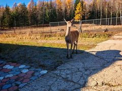 -五营红松林海景区