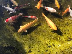 -新高轮格兰王子大酒店