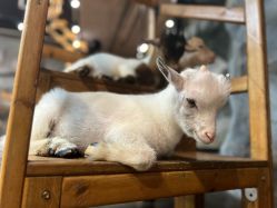 -Zoolung Zoolung动物主题公园(海信广场店)