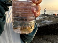 -日照灯塔风景区