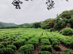-中国茶叶博物馆(双峰馆区)