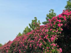 -广富林郊野公园