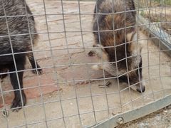 -武汉紫薇都市田园