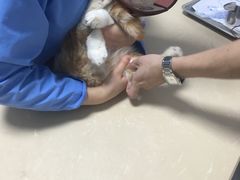 -宠颐生贝利健动物医院(谢家湾分院)