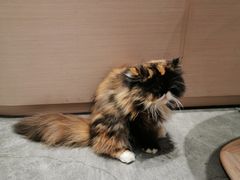-瞄一喵猫咖(格力海岸店)