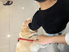 -美联众合爱康动物医院•复杂内科•肿瘤科•牙科•腔镜诊疗中心