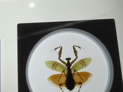 -上海昆虫博物馆