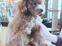 -more than meow吴止猫主题餐厅(承德 中船汇店)