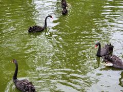 -石家庄市动物园