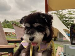 -云栖山谷露营地·团建年会·生日派对